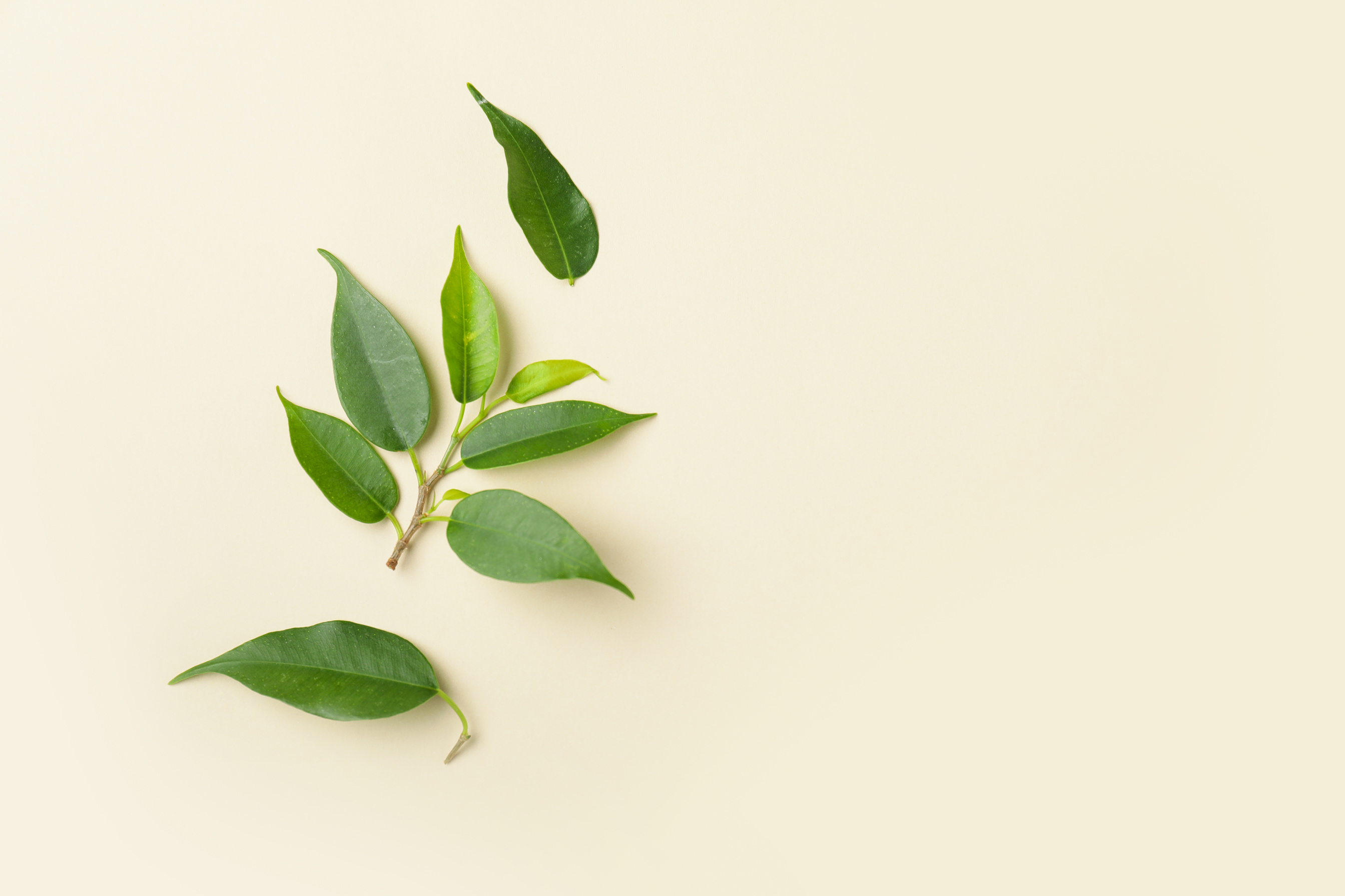 Green Tea Leaves on Light Background